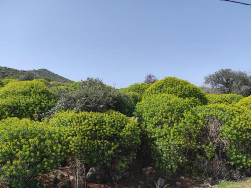 Omprogialos Kreta, Omprogialos: Grundstück mit unverbaubarem Meerblick zu verkaufen Grundstück kaufen